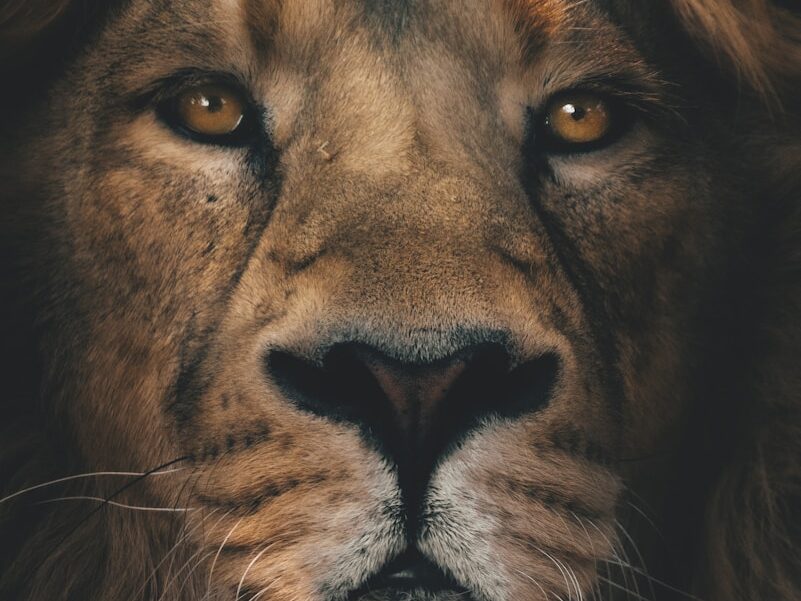 brown lion in close up photography